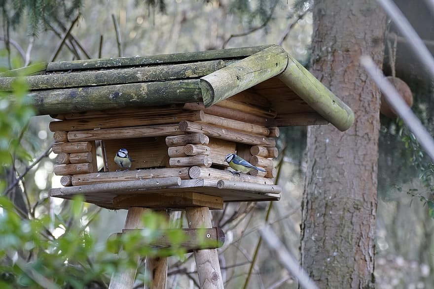 Bird House, Winter, Eurasian Blue Tit, Cyanistes Caeruleus, wood, animal nest, birdhouse, tree, forest, close-up, branch