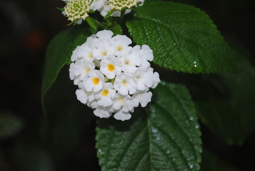 Blumen, Lantana, weiße Blumen, Makro