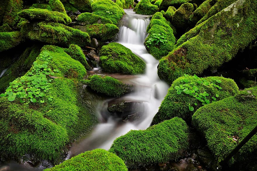 thác nước, rêu, Hàn Quốc, núi, thung lũng, màu xanh lá, rừng, cây, dọn dẹp, mát mẻ, suối