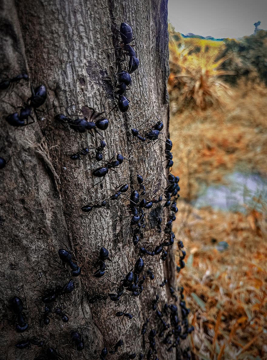 мравка, дърво, природа, багажник, черно мравка, насекомо, животно, фауна