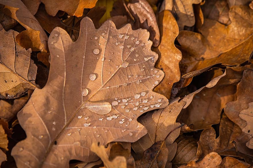 葉、どんぐりの葉、どんぐり、しずく、森林、ドライ、パターン、秋、オーク、シーズン、きらきら