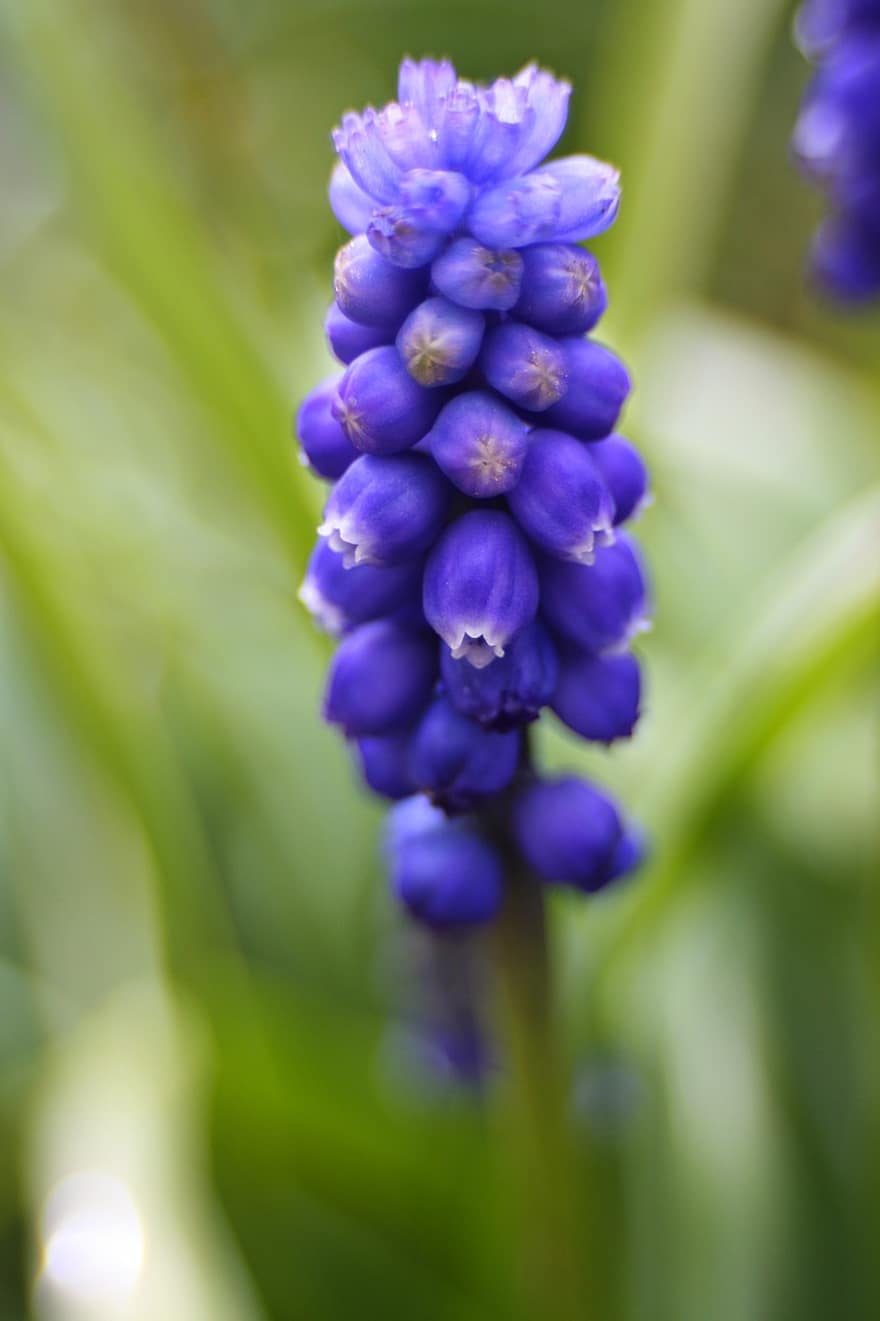 květ, modrý, hroznový hyacint