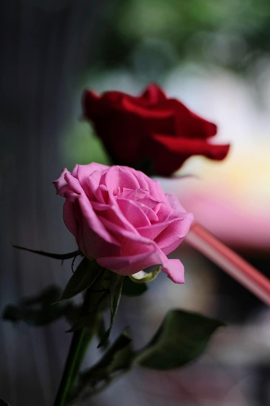 Rosa, flor, planta, Rosa rosada, flor rosa, floración, planta ornamental, flora, naturaleza, jardín