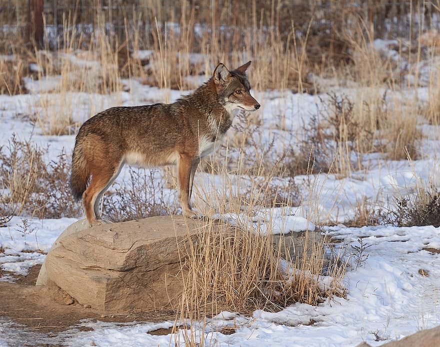 coyote, depredador, mamífero, piel, animal, fauna silvestre, nieve, invierno, al aire libre, naturaleza