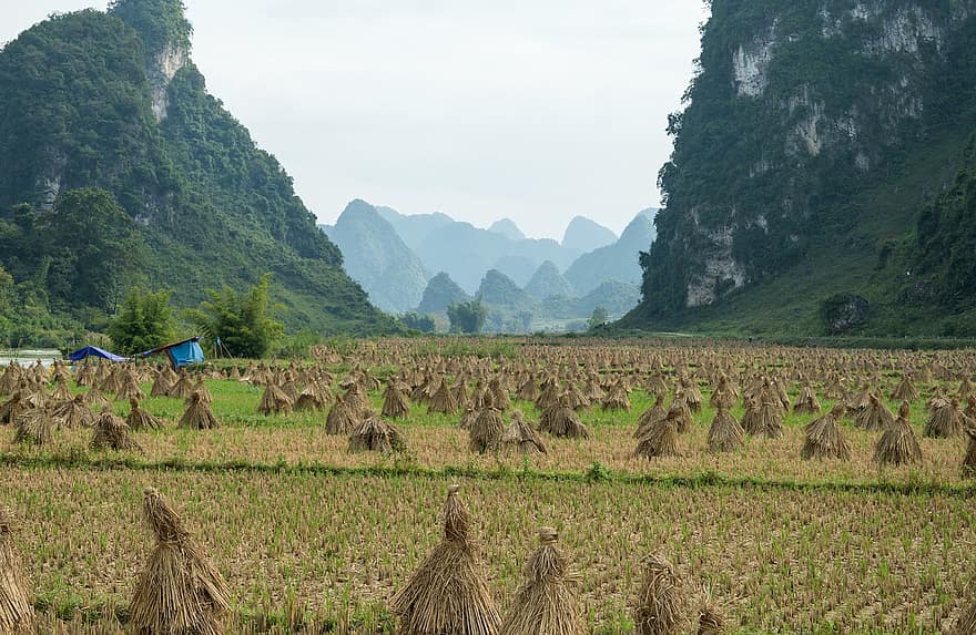 Vietnam, gunung, sawah, cao bang, vietnam utara, pemandangan, alam, pertanian, pemandangan pedesaan, tanah pertanian, padi sawah
