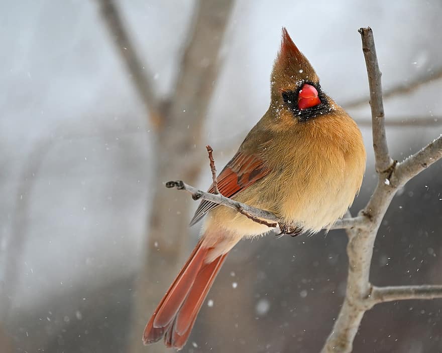 fugl, kardinal, næb, fjer, fjerdragt, perched, aviær, ornitologi, sne, dyr i naturen, vinter