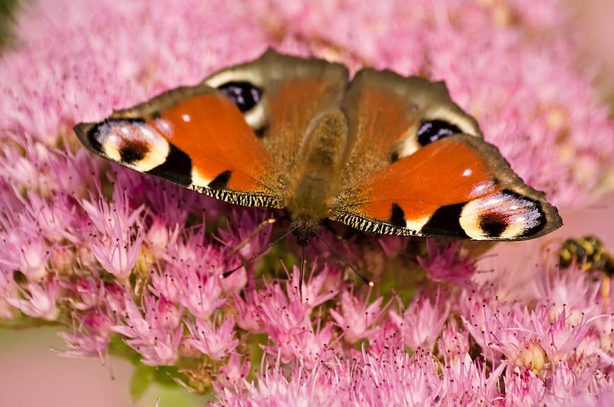 insekt, fjäril, entomologi, trädgård, natur, makro, närbild, multi färgad, blomma, sommar, djur vinge
