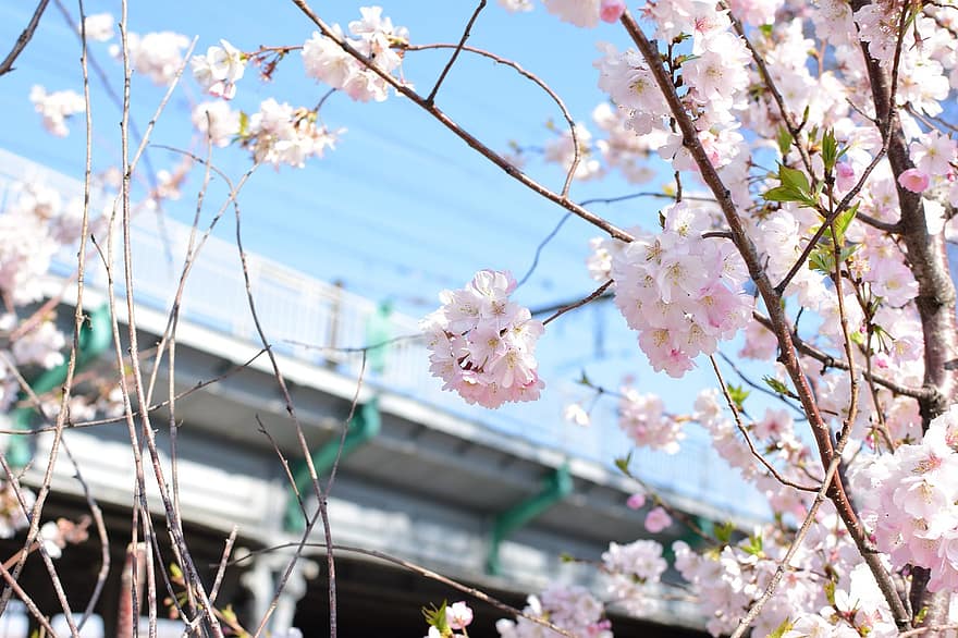 Sakura, Blumen, Kirschblüten, weiße Blütenblätter, Blütenblätter, blühen, Flora