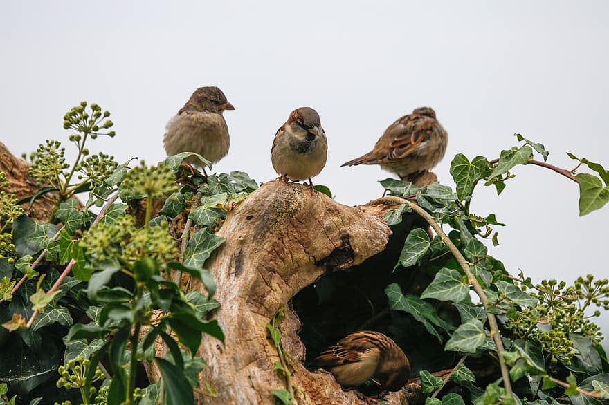 Birds, Sparrow, Ornithology, Species, Avian, Animal, Nature