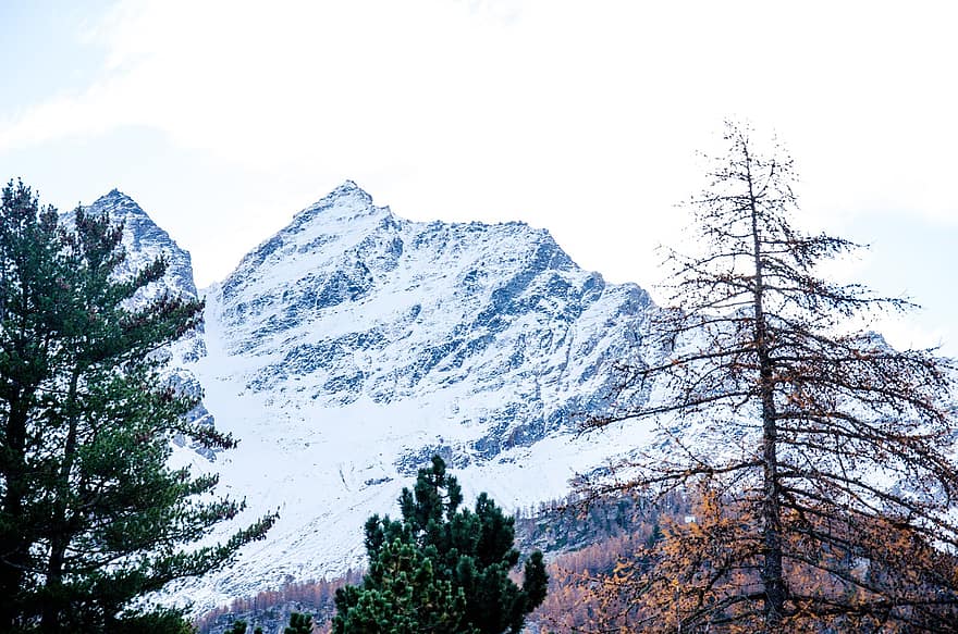 montanha, arvores, montanha de neve, madeiras, bosques, floresta, pico, cimeira, paisagem montanhosa, vista da montanha, natureza