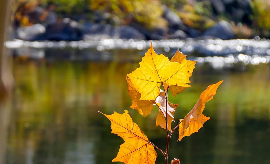 падіння, озеро, кленові листи, осінь, фон, листя, природи