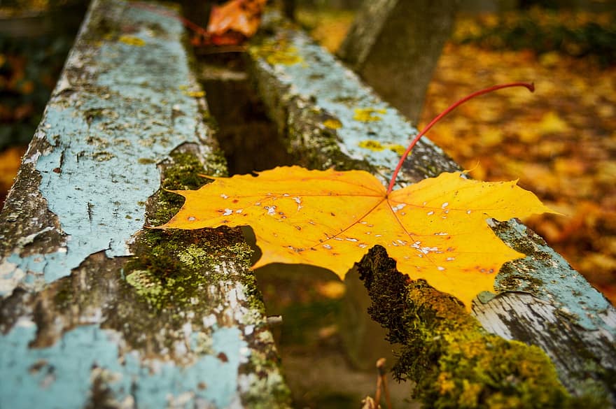 kļava, lapas, kritums, rudenī, rudens lapas, dzeltena lapa, žāvēti, raksturs, koksne, dzeltens, koks