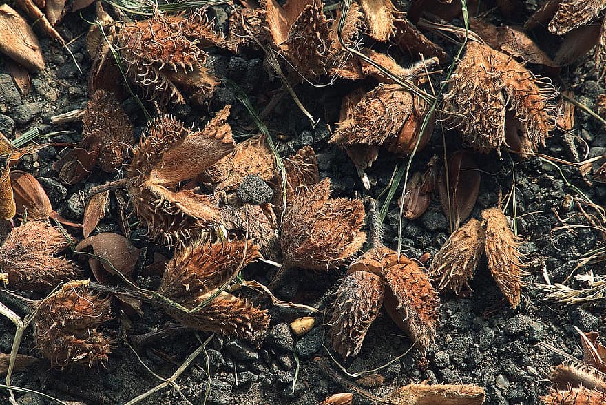 Beech Nuts, Fruits, Seed Pods, Seeds, Dry, Dried, Nature, Macro
