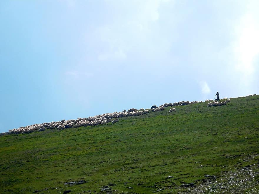 羊、群れ、羊飼い、丘、牧草地、フィールド、動物たち、家畜、農村、田舎