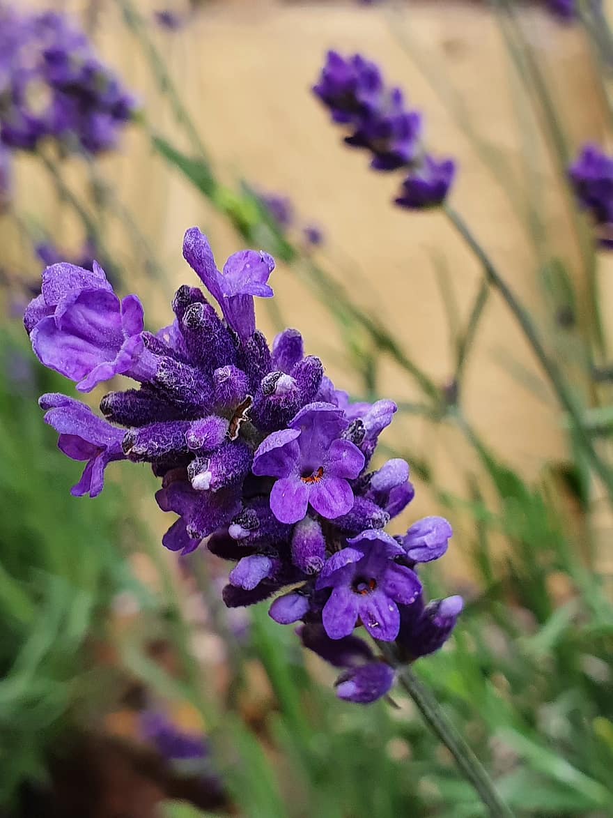 laventeli, kukka, violetti, kiva, kasvi