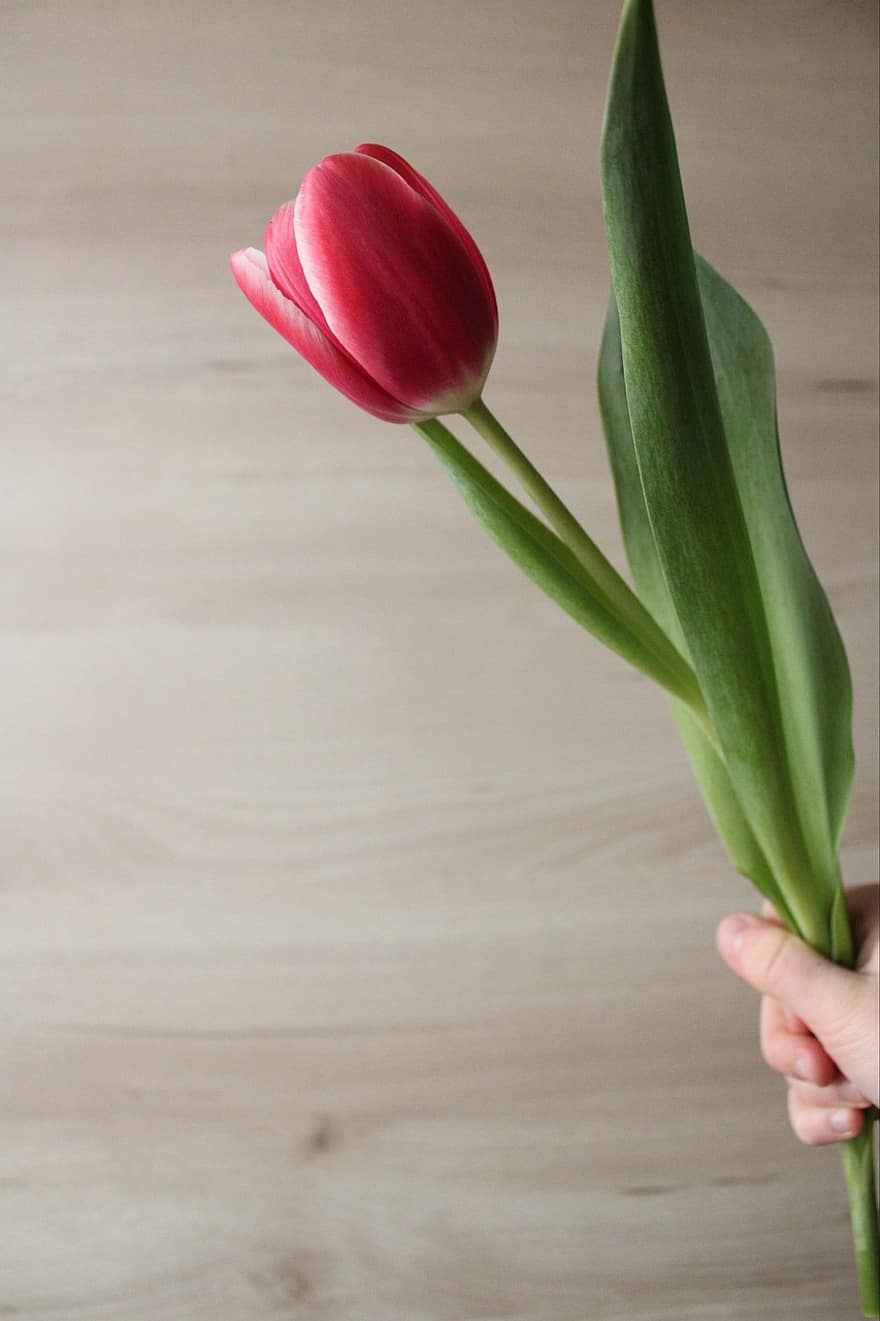 tulipán, flor, planta, regalo, hojas, frescura, ramo de flores, hoja, cabeza de flor, primavera, de cerca