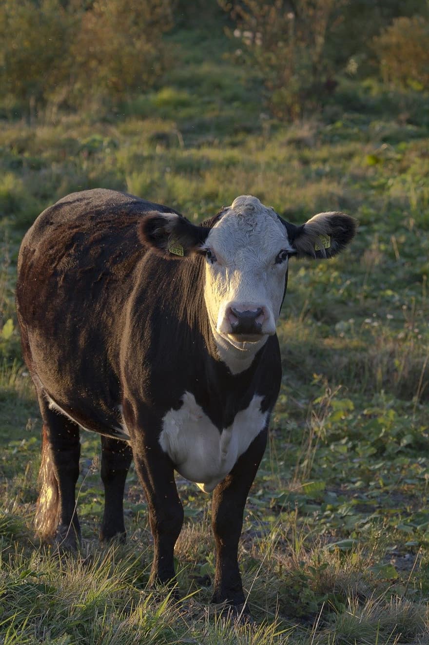 корова, крупный рогатый скот, домашний скот
