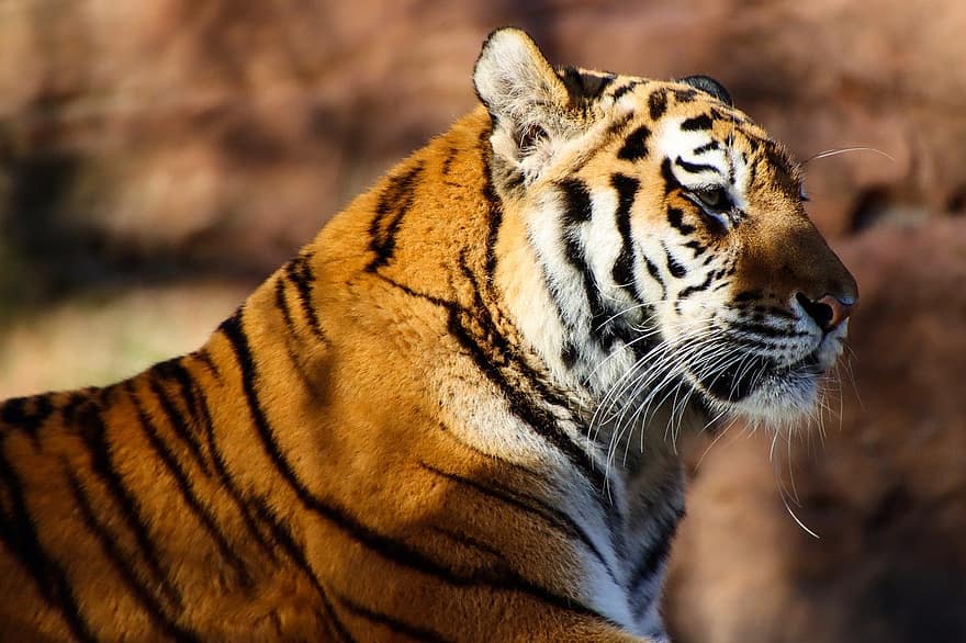 dyr, tiger, rovdyr, stor kat, kødædende, pattedyr, arter, fauna, bengal tiger, undomesticated cat, dyr i naturen