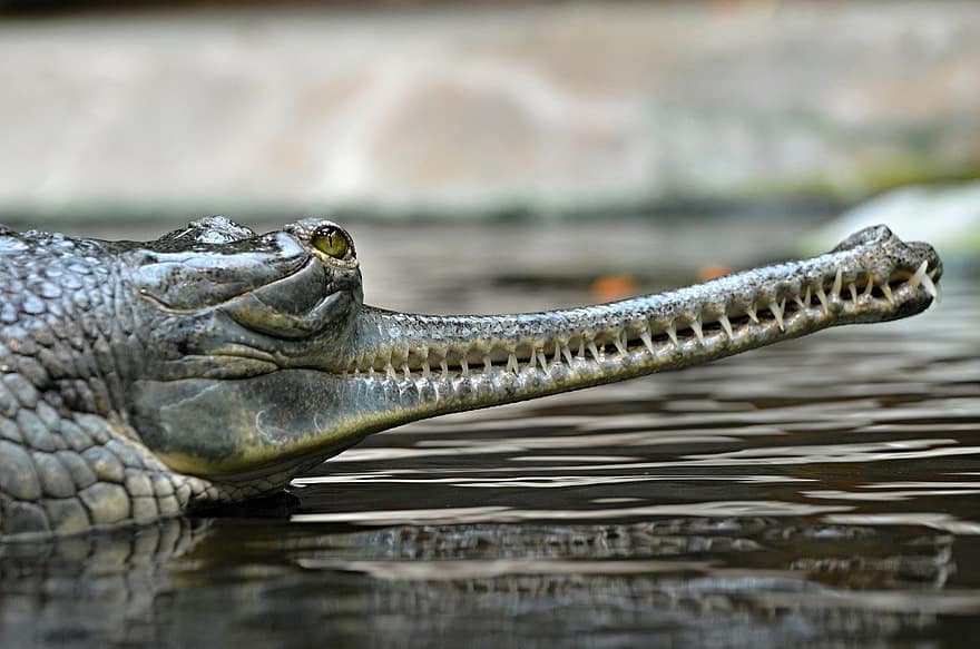 gharial, reptil, djur-, gavial, fisk-ätande krokodil, Crocodilian Gavialis, vilt djur, vilda djur och växter, fauna, vildmark