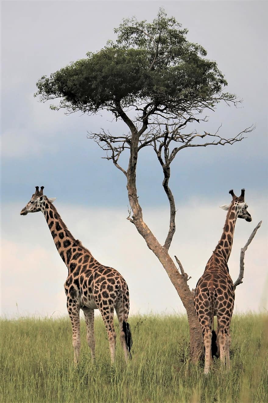 дерево, жирафи, поля, артіодактил, дикої природи, дикі тварини, пустеля, фотографія дикої природи, ссавці, Великі ссавці, тварини