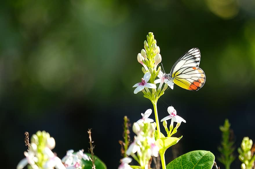 insecte, papallona, entomologia, florir, polinització, flor, pintat de Jezabel, primer pla, estiu, color verd, planta