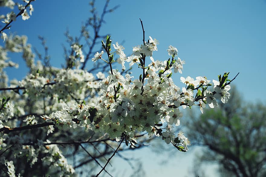 Třešňový květ, květiny, jaro, větev, květ, strom, rostlina, detail, sezóna, list, svěžest