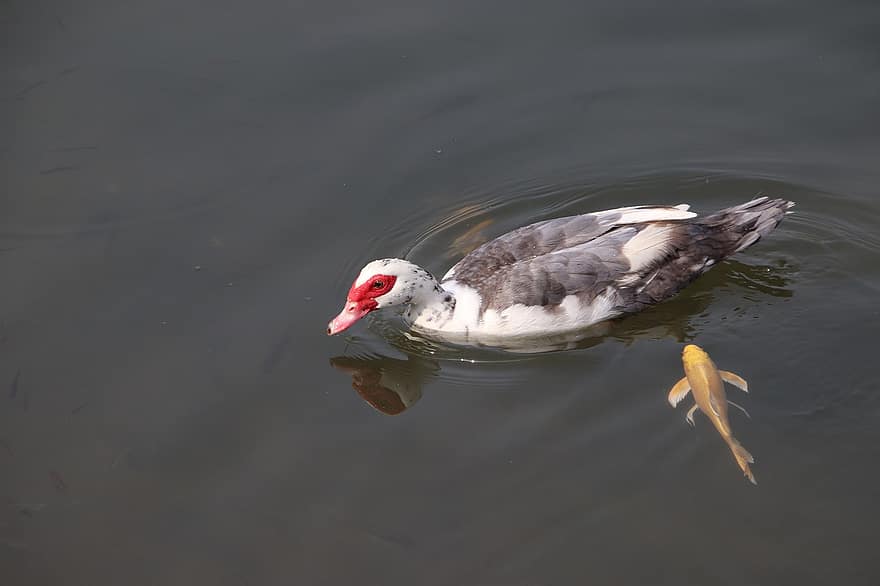 Muscovy Duck, Bird, Pond, Duck, Waterfowl, Water Bird, Aquatic Bird, Animal, Feathers, Plumage, Reflection