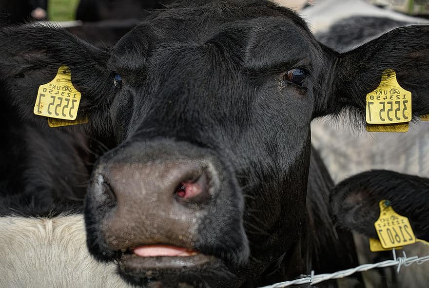 गाय, साँड़ का, खेत, सस्तन प्राणी, आंखें