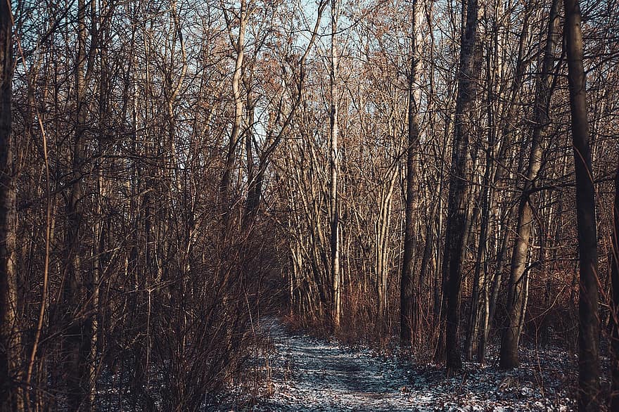 cây, rừng, con đường, đi bộ, phong cảnh, đi lang thang, thư giãn, Thiên nhiên, Mùa, mùa đông, mùa thu