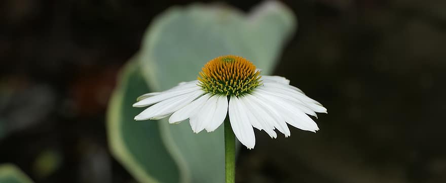 coneflower, λουλούδι, λευκό ανοιχτό, πέταλα, λευκά πέταλα, ανθίζω, άνθος, χλωρίδα, φύση