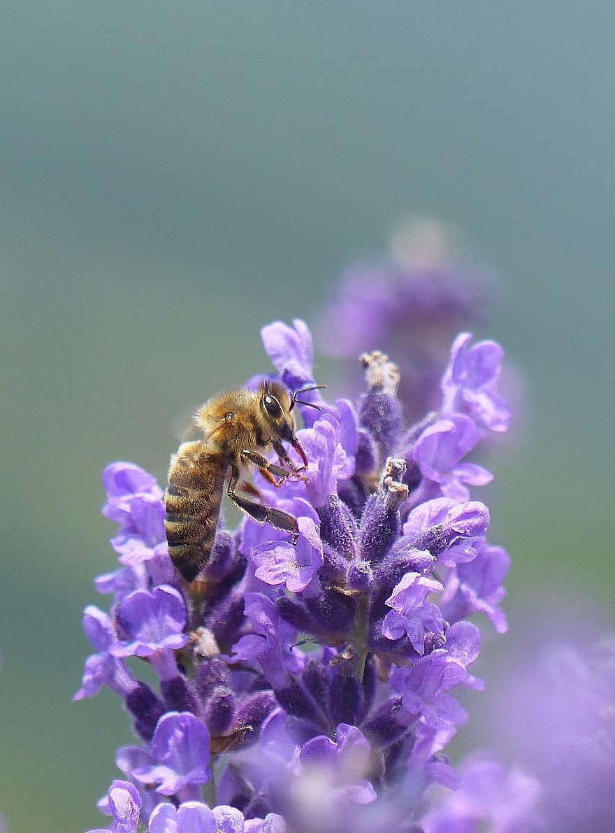 ช่อลาเวนเดอร์, ผึ้ง, การผสมเกสรดอกไม้, ดอกไม้, ใกล้ชิด, แมลง, แมโคร, ฤดูร้อน, ปลูก, เรณู, น้ำผึ้ง