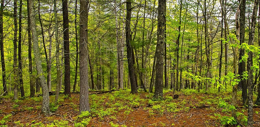 Forêt d'État de Green Ridge, forêt, des arbres, la nature, parc, feuilles, branches, scénique, les bois, Piste, feuillage