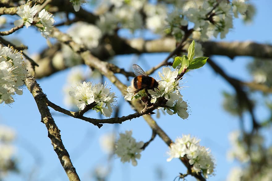 フラワーズ、蜂、受粉、春、季節の、咲く、花、昆虫学、昆虫、白い花