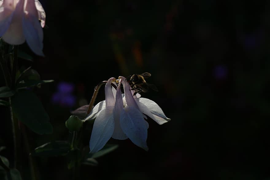 Akelei, Blume, Biene, Insekt, blühen, Pflanze, Garten, Natur, dunkel