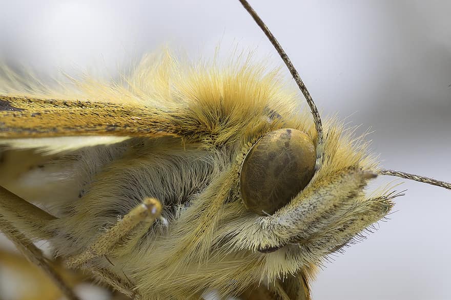 øje, antenne, sommerfugl, lepidoptera, insekt, dyr, behåret, makro, tæt på, tæt