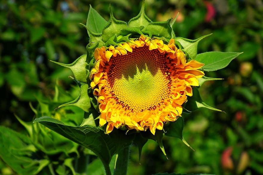 bunga, bunga matahari, kelopak, menanam, langit, berbunga, musim panas, taman
