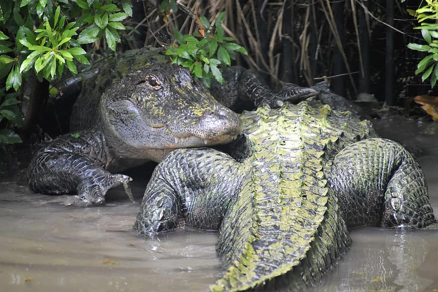 крокодил, рептилия, хищник, Два аллигатора, опасно, болотный, американский аллигатор, воды, дикий, охота, аллигатор