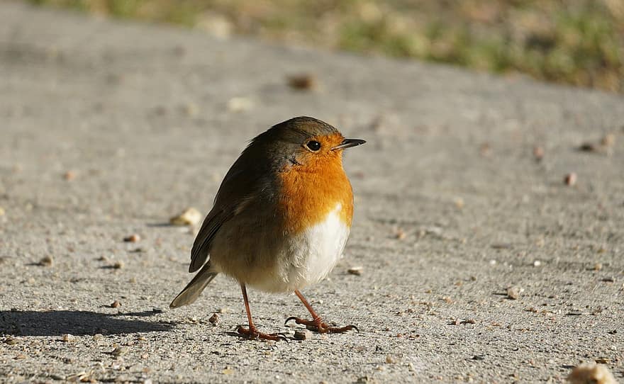 robin, burung, hewan, robin eropa, robin redbreast, margasatwa, bulu, bulu burung, alam, mengamati burung