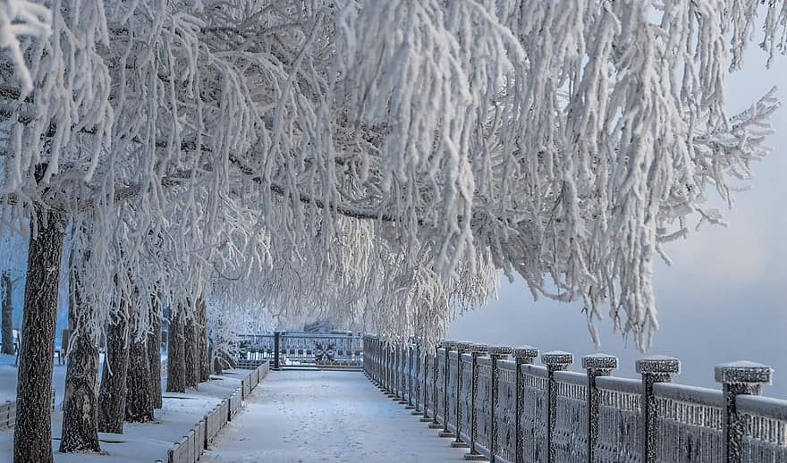 fák, hó, fagy, útvonal, korlát, park, téli, hideg, krasnoyarsk