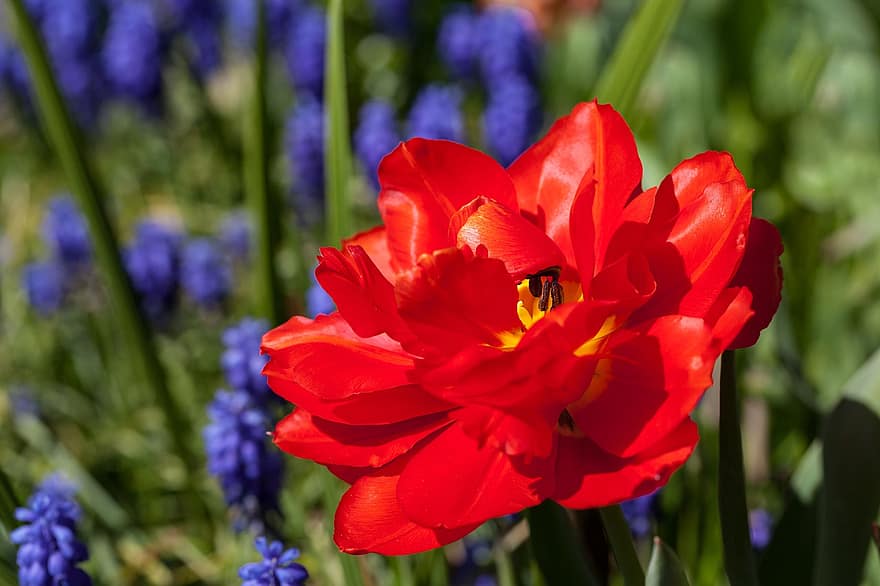 庭のチューリップ、花、赤い花、自然、春