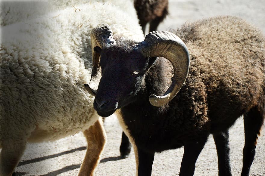 ovelha, animais, mamíferos, ruminante, lã, ovino