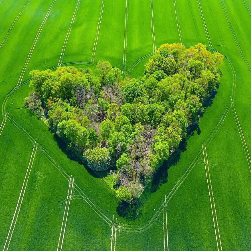 foresta, alberi, amore, verde, sopra, aereo, agricoltura, bellissimo, colori, concetto, campagna