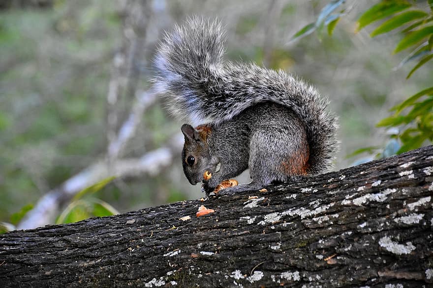 állat, észak-amerikai mókus, rágcsáló, erdő, természet, faj, fauna