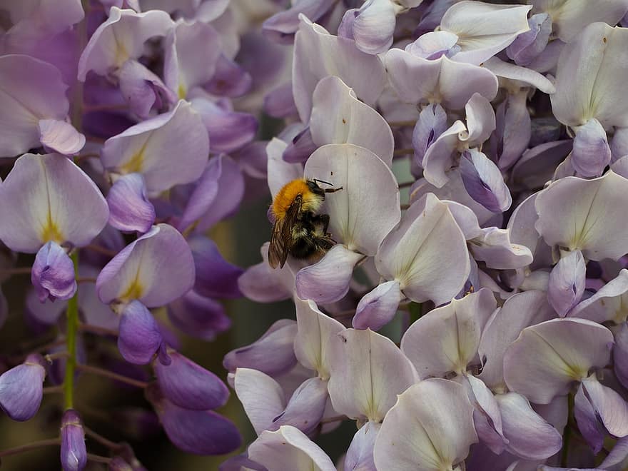 wisteria, kumbang, bunga-bunga, madu, mengumpulkan, serangga, kerja, kerja keras, ketekunan, upaya, ungu