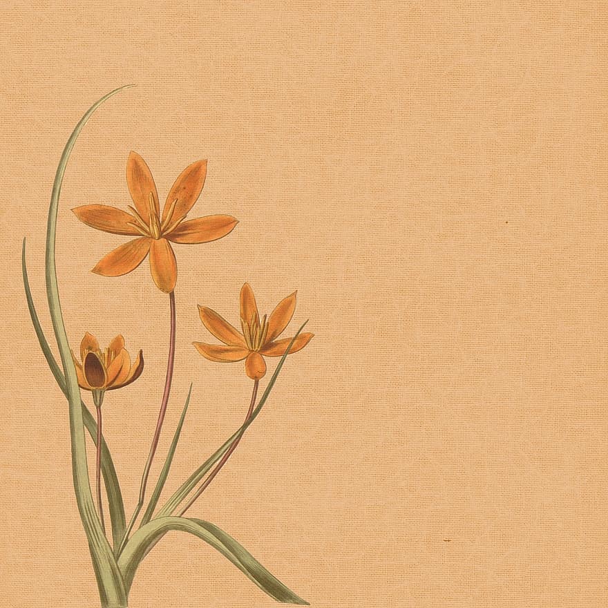 Background, Texture, Orange Flower, Vintage, Fabric, Pattern, Canvas, Textile, Old, Material, Natural