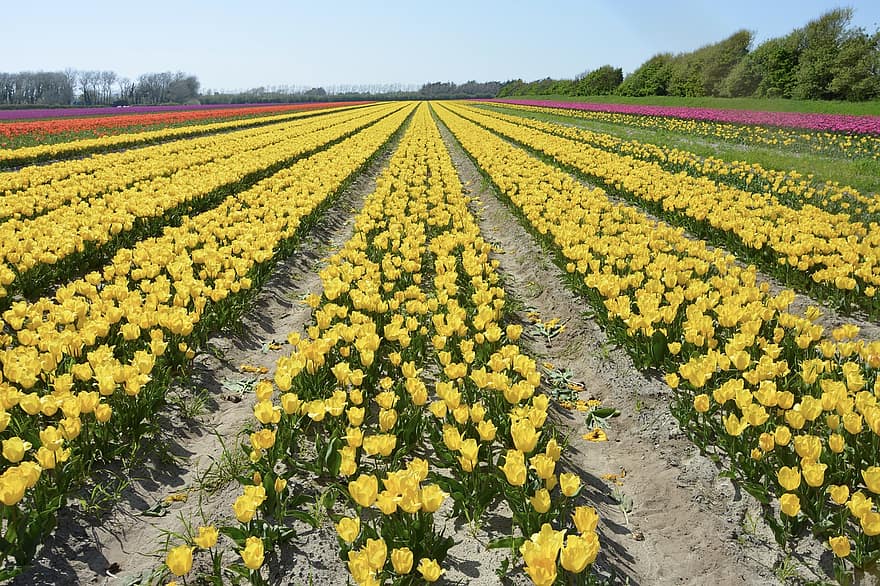 tulipani, fiori, campo, piante, tulipani gialli, fiori gialli, piantagione, paesaggio, campagna
