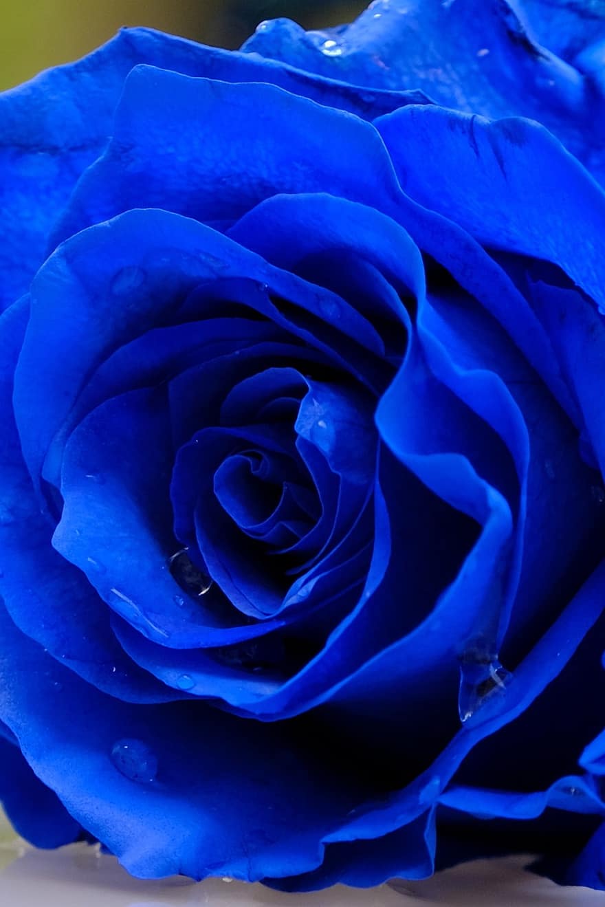 reste sig, blomma, blå ros, blå blomma, kronblad, blå kronblad, flora, natur