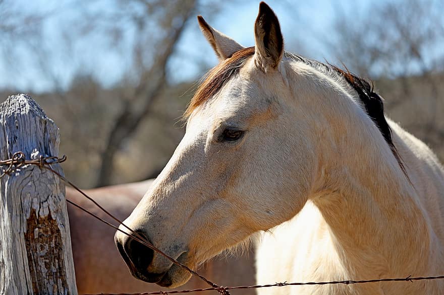 kůň, plot, ranč, ostnatý drát, texas, zemědělské půdy, zvířat, plotu post, záliv