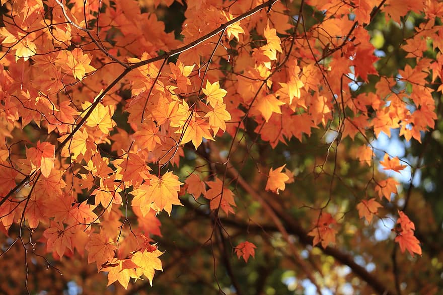 naturale, autunno, foglie autunnali, giallo
