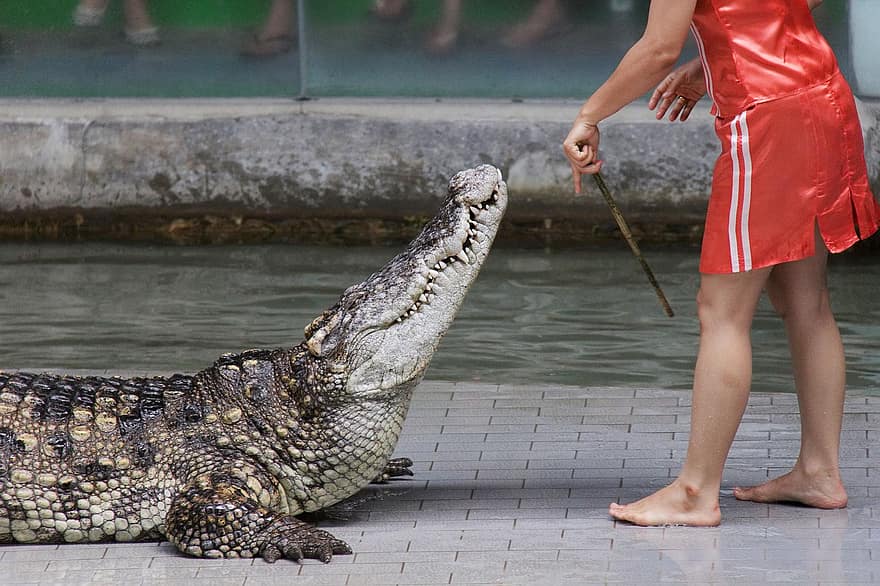 crocodile, animal, animaux sauvages, reptile, dangereux, Bête féroce, animaux à l'état sauvage, eau, alligator, danger, humide
